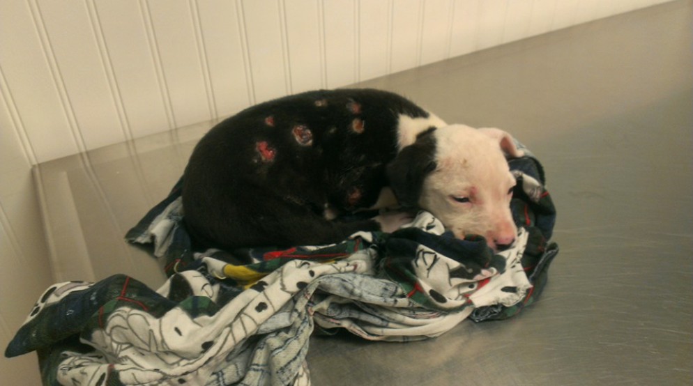 Family Couldn’t Stand The Sight Of Their Puppy After A House Fire And Abandoned Him