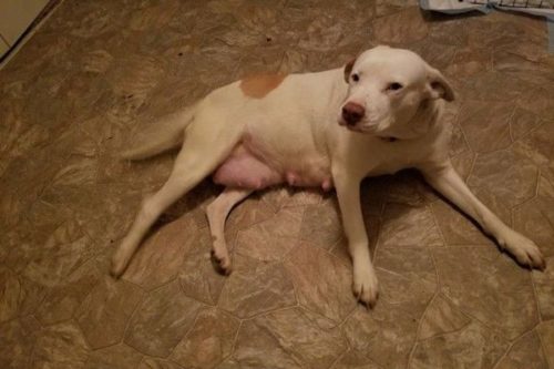 Mourning The Loss Of Her Puppies, Rescue Dog Finds Comfort With Stuffed Toys