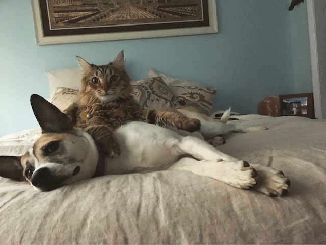 Rescue Dog With Separation Anxiety Gets Her Very Own “Therapy Kitten”