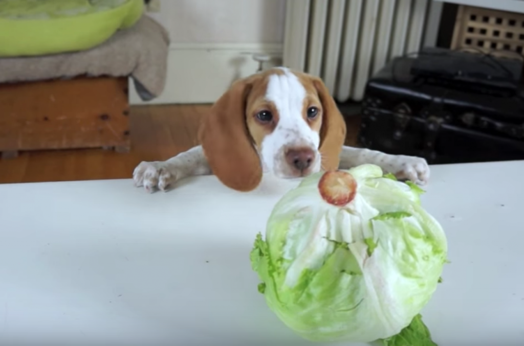 Clumsy Pup Hilariously Fails To Grab Lettuce On Table, Enlists Help Of Big Brother