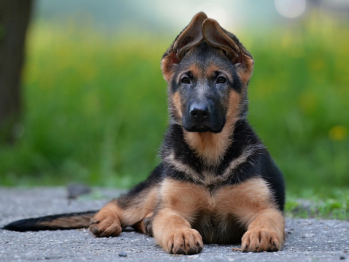 Photos That Prove German Shepherds Are Too Majestic For This World