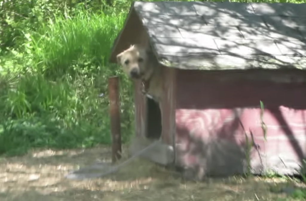 Dog Who Only Knew The Word ‘No’ Learns What True Happiness Is