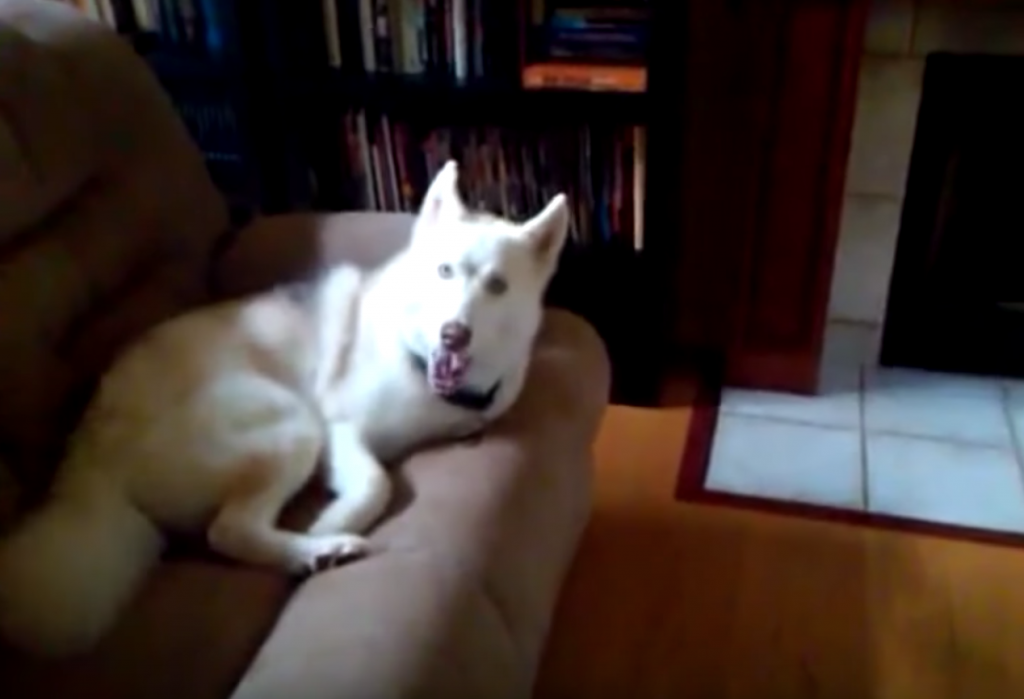Husky Told To Get In Kennel, Repeatedly Tells Owner ‘No’