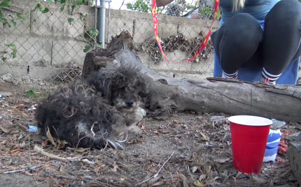 Kids Thought This Abandoned Dog Was Dead, Contacted Rescuers Right Away