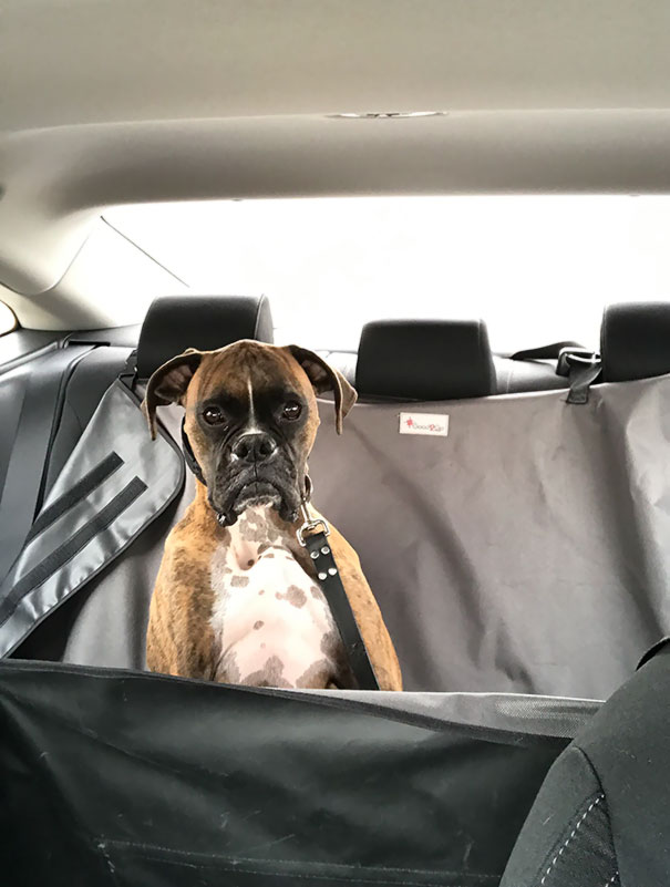 Pets Who Just Came Back From The Vet, And Their Expressions Say It All
