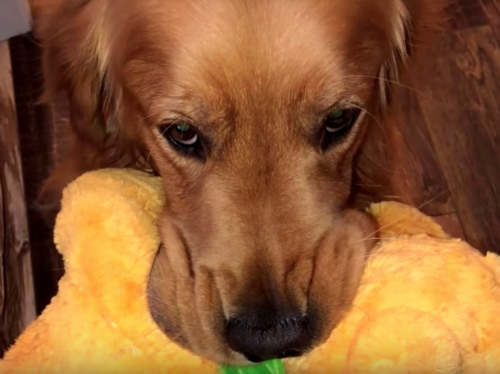 Service Dog With A Pluto Toy Finally Gets To Meet His Longtime Hero