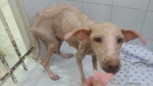 Starving Dog Was Ignored Every Day In Front Of A Police Station
