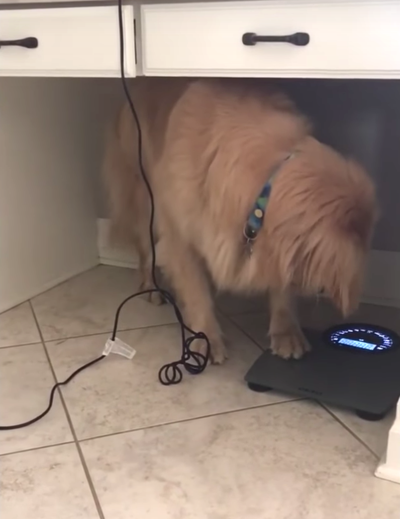 Dog Steps On Scale After The Holidays, Has The Same Reaction As All Of Us