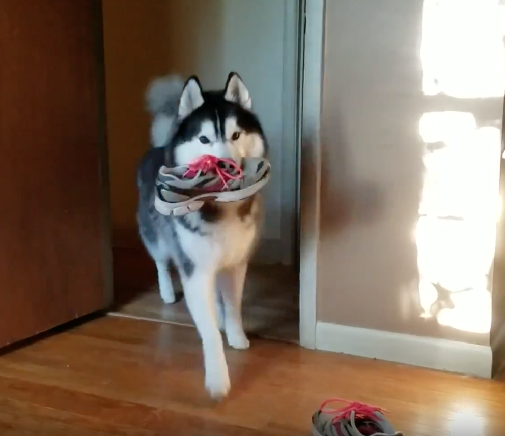Husky Takes Offense To Mom Accusing Him Of Taking A Shoe, Then Goes And Gets It