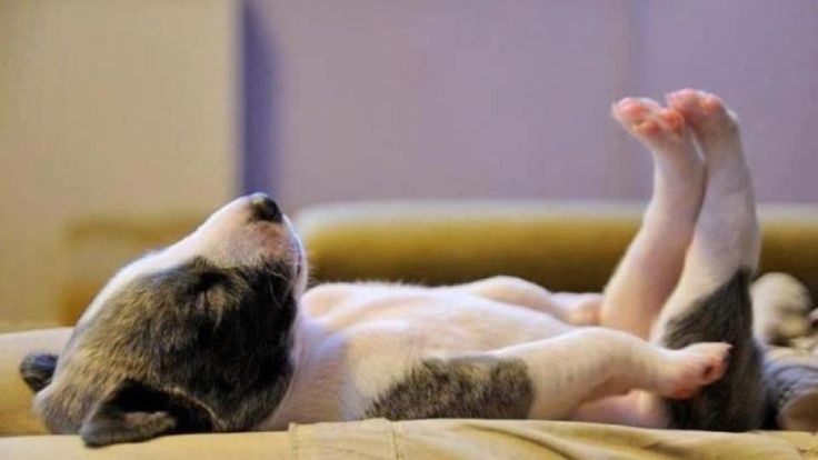 Pictures Of Puppies In The Most Adorable Sleeping Positions