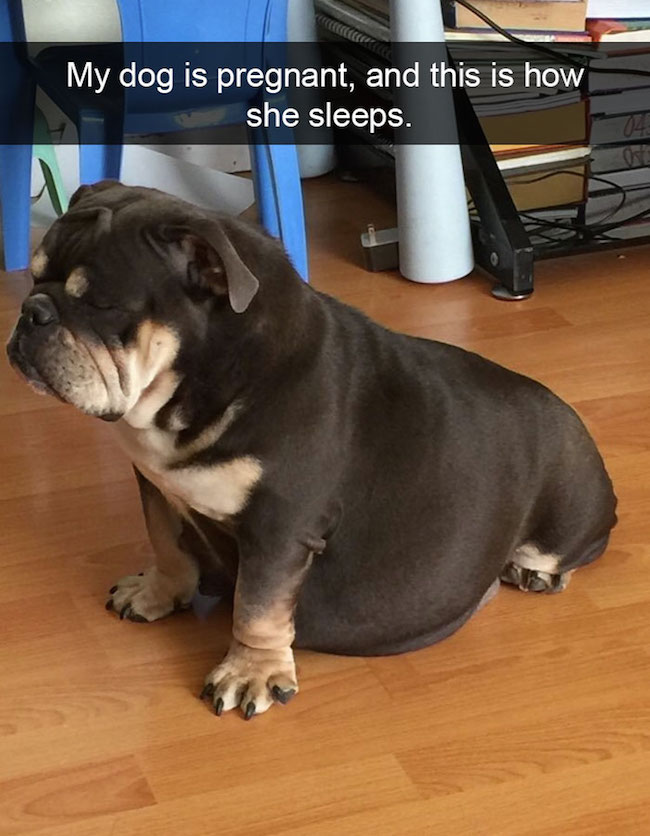 Funny Dog Snapchats To Give You A Reason To Laugh Today