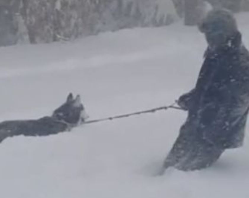 Husky Knows Exactly What To Do When Owner Falls Down During Blizzard