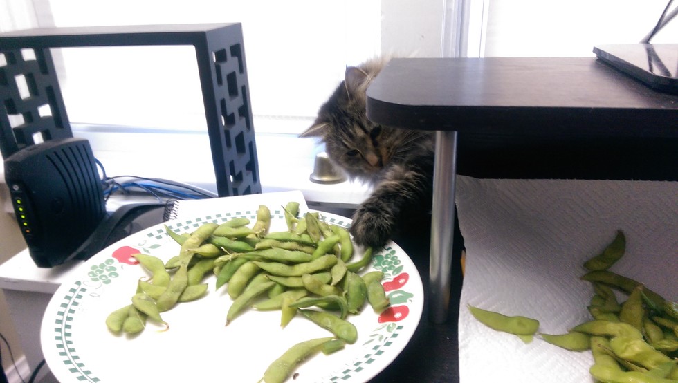 Sneaky Cats Who Thought It’d Be Funny To Try And Steal Their Human’s Things
