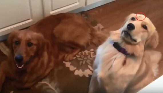 Mom Throws A Treat, And Somehow It Lands Directly On The Confused Dog’s Head