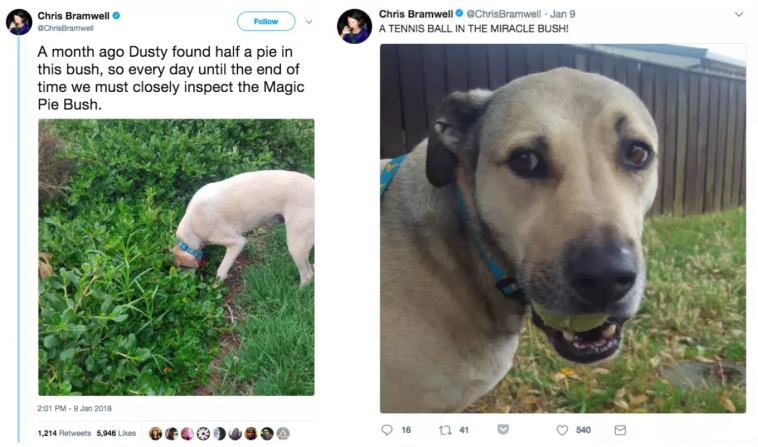 Tweets That Prove Dogs Are Too Smart For Their Own Good