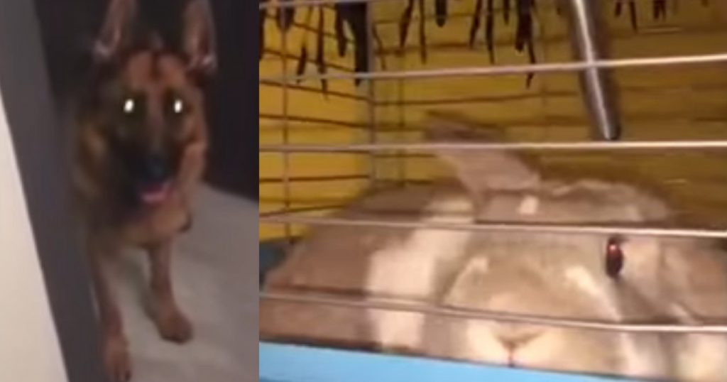 German Shepherd Wants To Sleep, But Can’t Without Doing Precious Evening Routing With Bunny