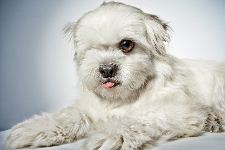 Portraits of Once-Neglected Dogs Showcase Their Incredible Spirit After Being Rescued