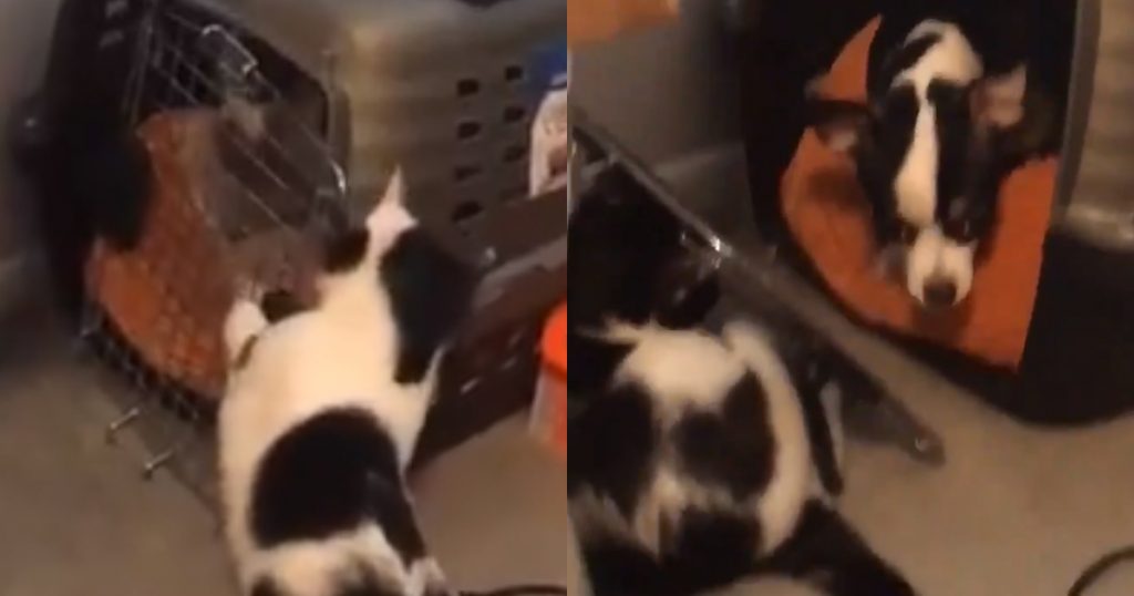 Cat Breaks Dogs Out Of Time-Out— The Video Will Have You Roaring With Laughter