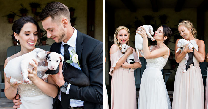 A Couple Who Switched Wedding Bouquets With Rescue Puppies