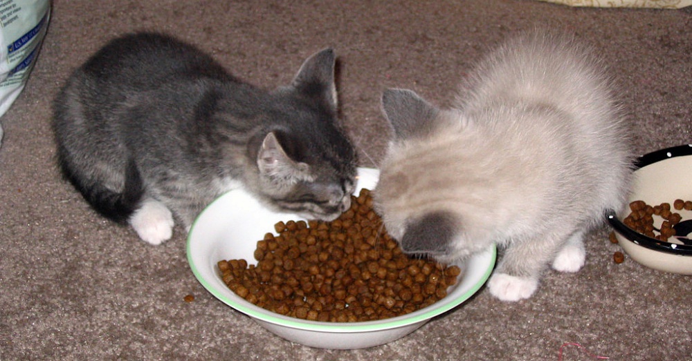 Можно котят кормить взрослым кормом. Котенок кушает. Котенок ест корм. Если котенок ест корм у взрослого кота.