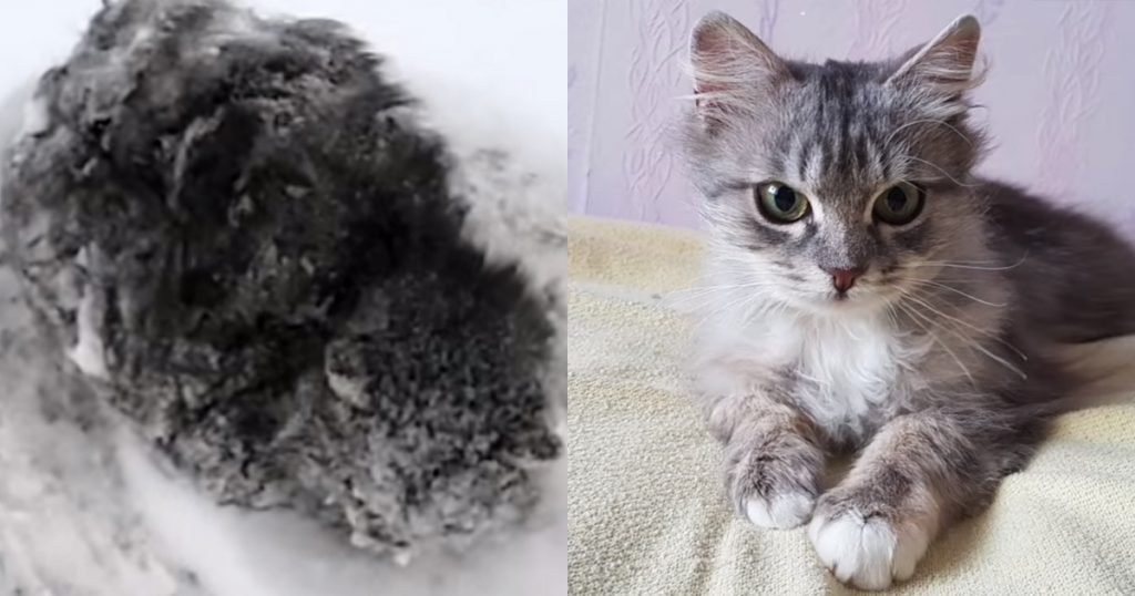 Man Saves Frozen Kitten That Everyone Else Ignored— The Transformation Is Incredible