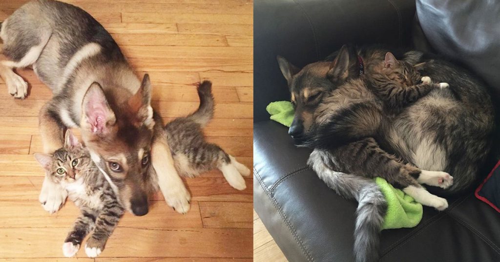 Husky Puppy Is Lonely— Then She Goes To The Shelter To Pick Out Her Own Kitten