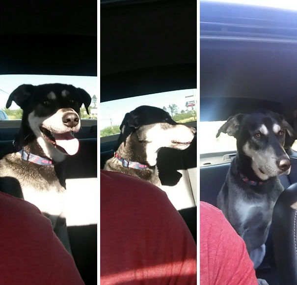 Hilarious Moments When Dogs Realized They Were Going To The Vet Instead Of The Park