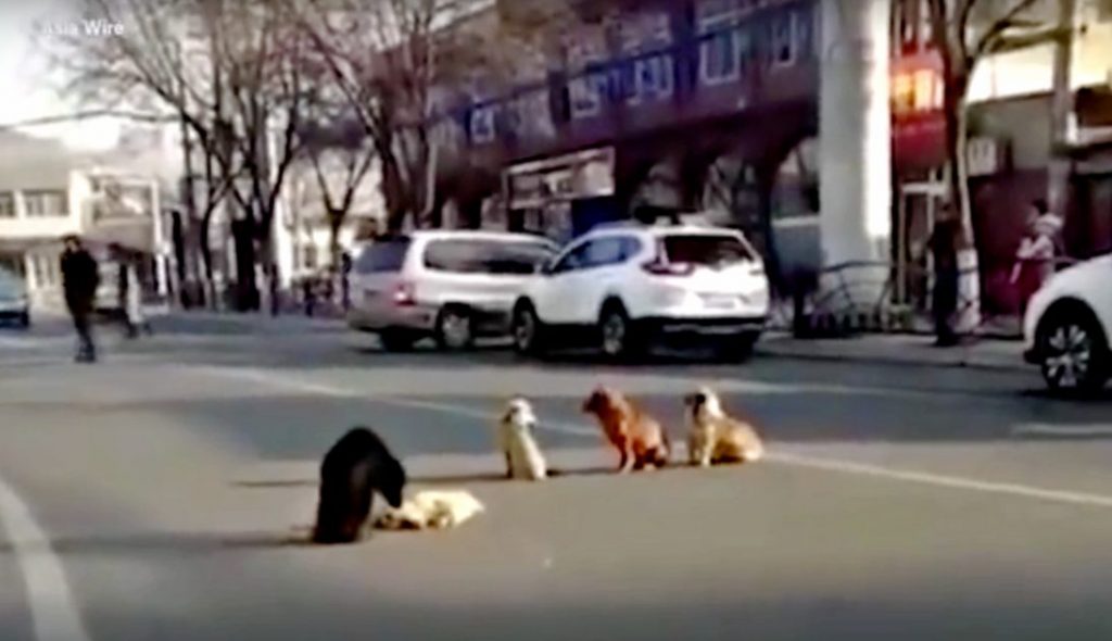Drivers Notice Four Dogs Blocking Traffic Because Their Friend Is Down