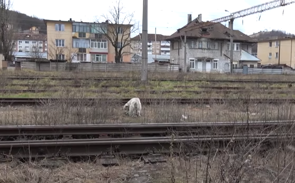 Homeless Dog With A Broken Heart Just Needed A Loving Hand To Touch Him