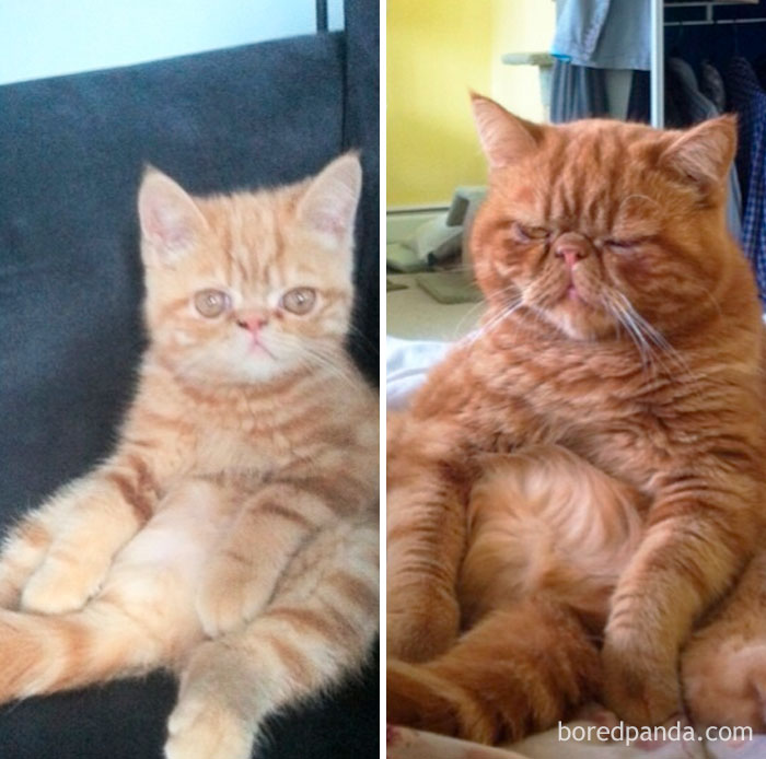 Adorable Photos Of Cats Before And After Growing Up