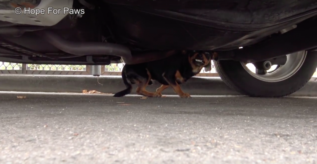 Stray Dog Hiding Under A Car Was Shaking With Fear, But Little Did He Know He Was Finally Safe