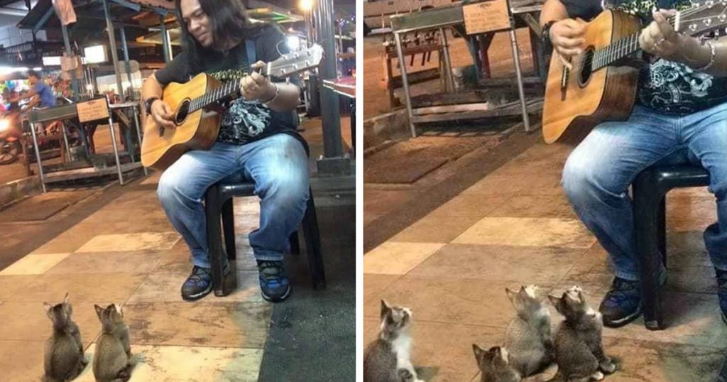 Street Singer Ignored By Everyone— Then 4 Music-Loving Kittens Show Their Support