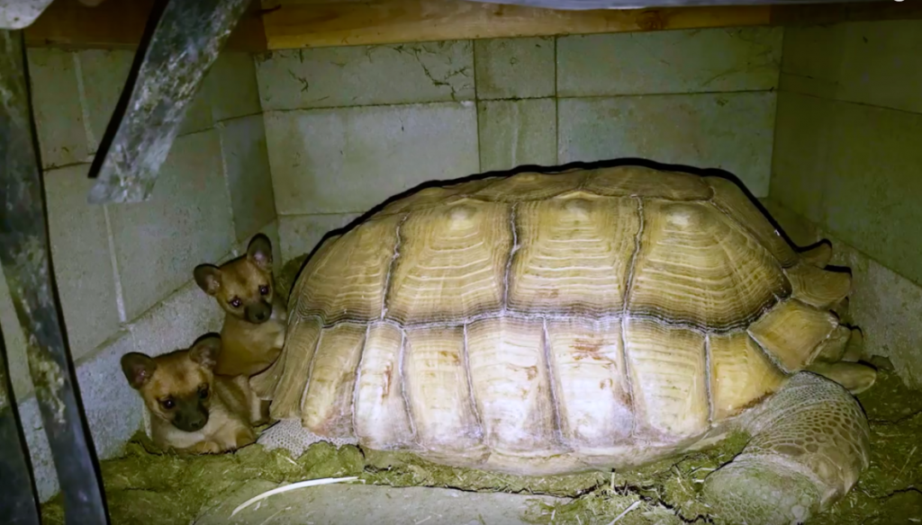 Scared Abandoned Puppies Find Love And Comfort In An 80-Pound Rescue Tortoise