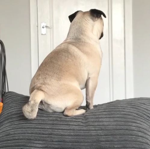 Pug Is Furious Until Food Is Mentioned