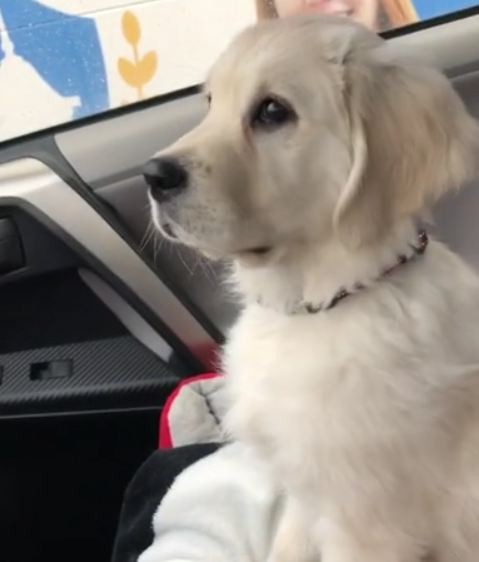 Moving Windshield Wipers Put Confused Puppy Into Hypnotic Trance