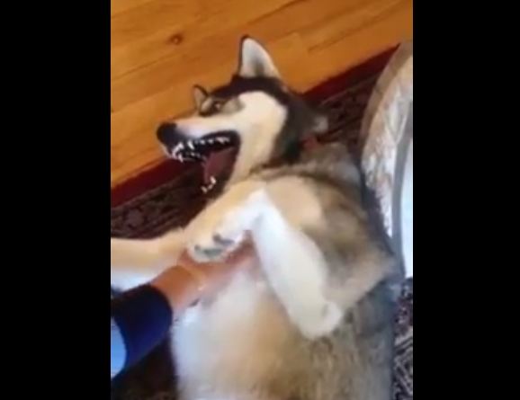 Siberian Husky Can’t Help But Giggle When Tickled