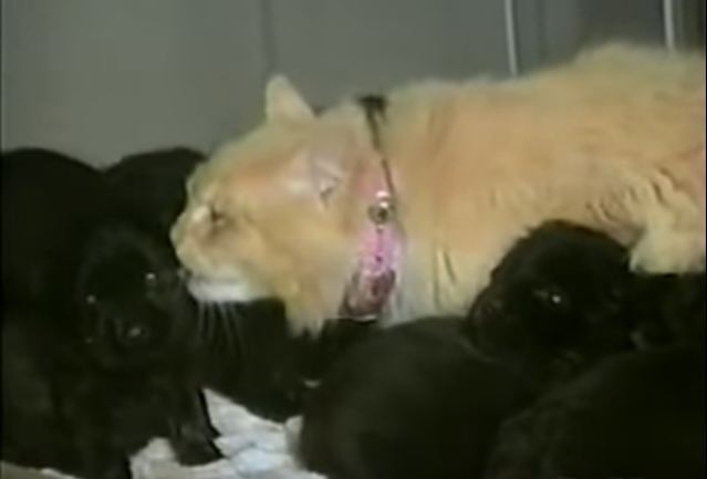 Family’s Dog Has A Litter Of Puppies, But Miss Kitty Goes And Steals Them All
