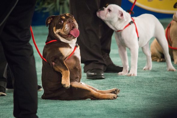 Senior Dog Steals Hearts To Win Hallmark’s First-Ever “American Rescue Dog Show”