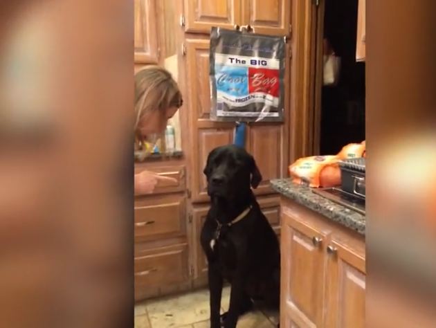 Guilty Labrador Offers Up An Adorable Apology For The Mess He Made