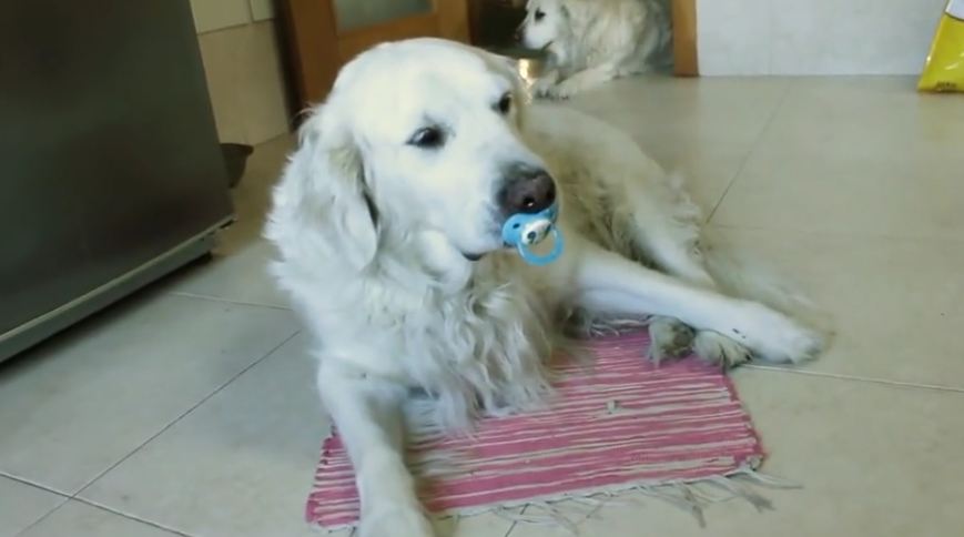 Golden Retriever Hilariously Refuses To Give Up Pacifier, Has Giant Meltdown