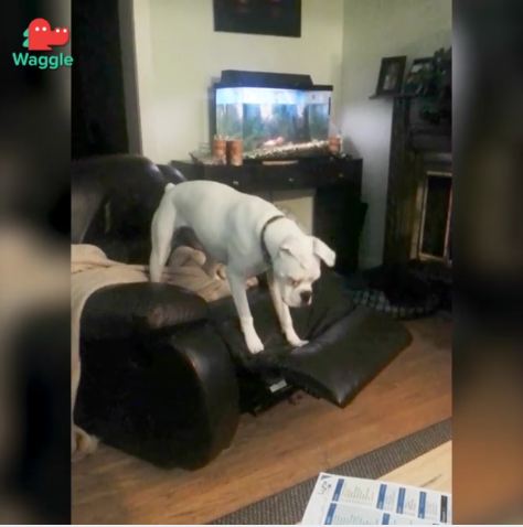 This Boxer Dog Is Going to Defeat the Chair Footrest No Matter What