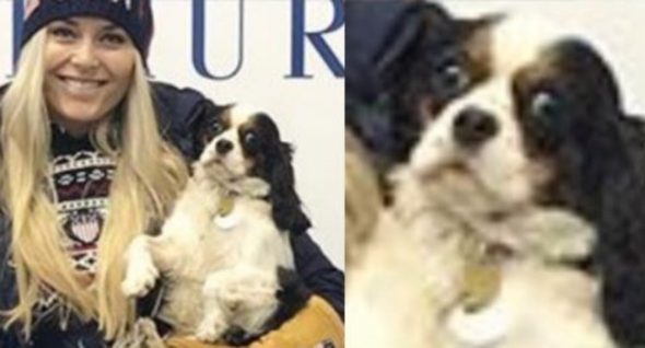 Lindsey Vonn’s Dog Makes For Olympic-Sized Laughs On Social Media