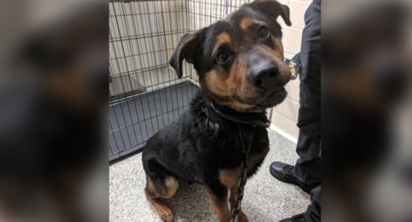 Dog’s Neck Pierced With Hook, Tow Chain in Detroit. They Named Him “Courage.”