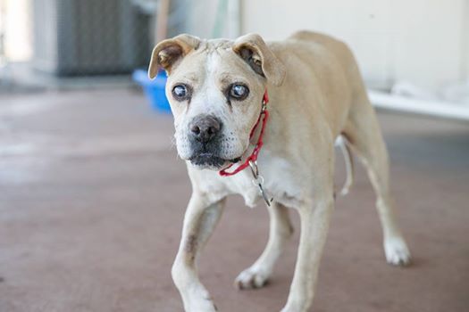 Blind Senior Dog Rescued From Junkyard Seeks A Friend To Share His Twilight Time