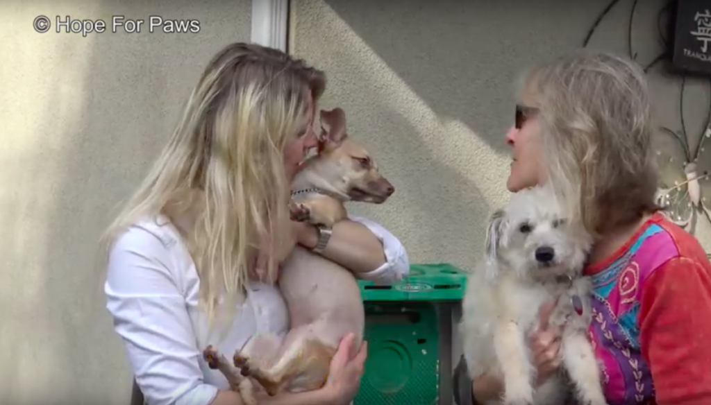 Terrified Dog Tried To Jump Off Balcony To Escape Rescuers, But Finally Realized She Was Safe