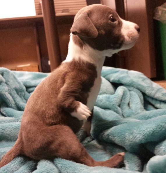 Farmer Taken Aback When Little Boy Picks Out The Crippled Puppy To Buy