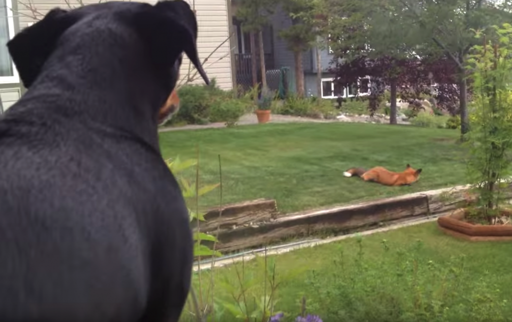 Wild Fox Discovers Toy In The Yard, And The Dog’s Not Too Happy About It