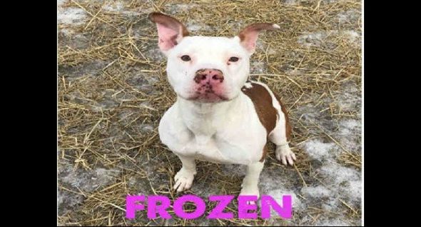 Ready For Heartwarming! Dog Found Frozen To The Ground Now Awaits Adoption