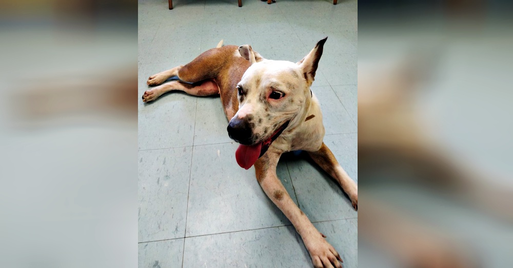 Rescue Dog With Severe Mange Is Desperate For Relief And A Home
