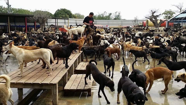 Caring Family Dedicates Their Lives To Helping 3,000 Stray Dogs